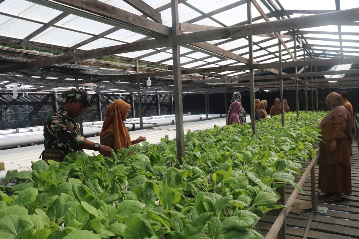 TNI Dorong Kemandirian Pangan Kepulauan, Petani Anambas Dilatih Hidroponik dan Pupuk Organik
