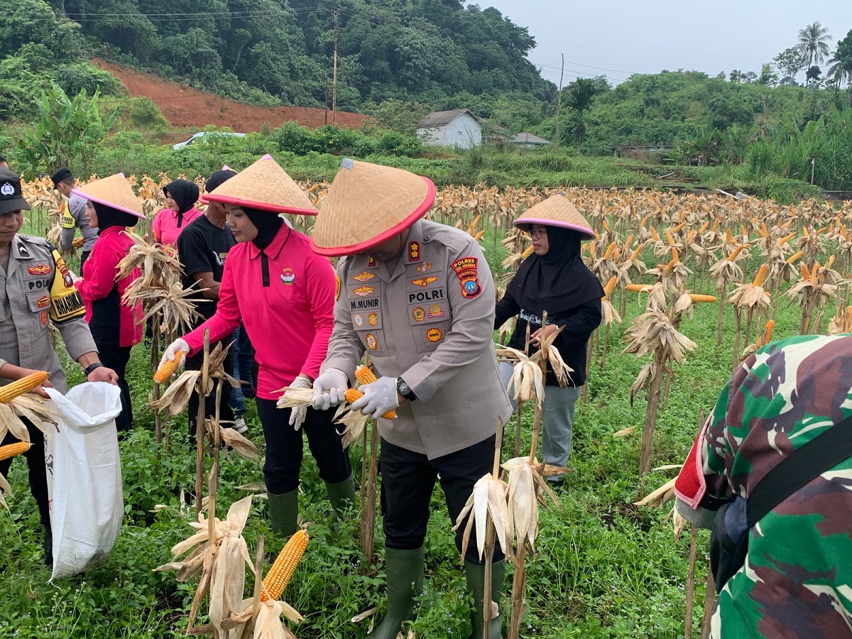 Panen Raya Jagung di Anambas, Kapolres Teguhkan Komitmen Perkuat Ketahanan Pangan Nasional